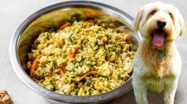 HOMEMADE DOG FOOD | healthy dog food recipe