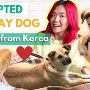 I Adopted a Stray Dog From Korea 🐶❤️ Meet BORI! Nari's New Sister