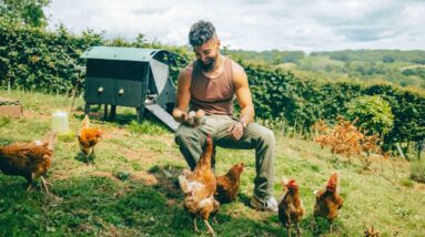 Why I Have Chickens 🐓🥚