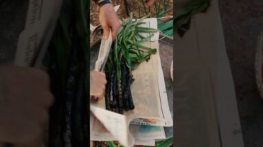 Have You Ever BURNT THEN Cooked Your Food In Newspaper 🗞️ This is Calçots from Catalan! #Shorts