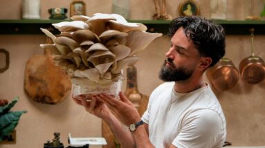 How to Grow Mushrooms in a Buckets At Home (Day 1 to Harvest!)