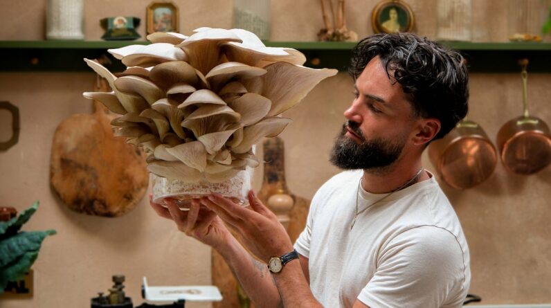 How to Grow Mushrooms in a Buckets At Home (Day 1 to Harvest!)