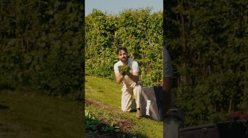 FREE PLANT FERTILISER!! Don’t miss out of this incredible natural resource 🌿 #shorts
