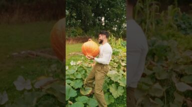 CAN THE MOON HELP YOU GROW HUGE VEGETABLES? 🍆 #shorts