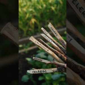 Free Garden Plant Labels!!! 🌿 #shorts