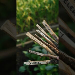Free Garden Plant Labels!!! 🌿 #shorts