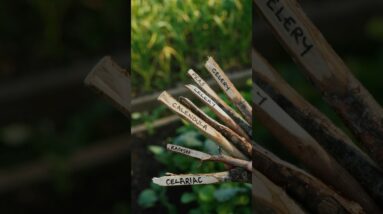 Free Garden Plant Labels!!! 🌿 #shorts