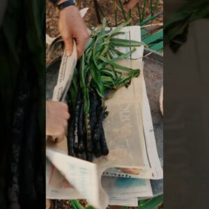 Have You Ever BURNT THEN Cooked Your Food In Newspaper 🗞️ This is Calçots from Catalan! #Shorts