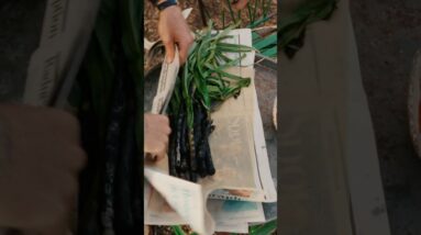 Have You Ever BURNT THEN Cooked Your Food In Newspaper 🗞️ This is Calçots from Catalan! #Shorts