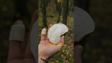 THIS MUSHROOM is Nature’s Band-Aid… used for thousands of years 🩹 🚨 #shorts